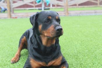 Rottweiler Dogs Available for Adoption in Chestertown, Maryland - Raelynn | PetCurious