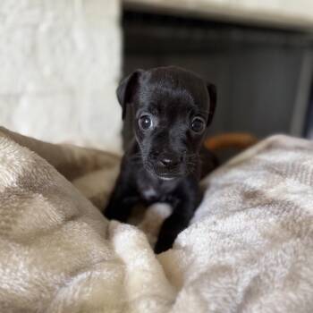 Button -  Chihuahua and Miniature Dachshund Dog for Adoption in Baton Rouge, Louisiana - Button | PetCurious