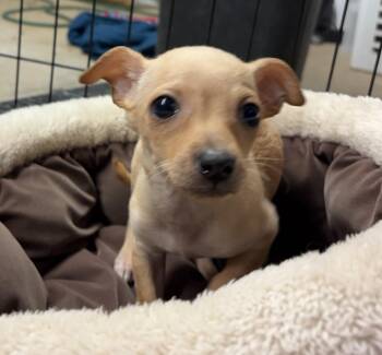 Chihuahua and Dachshund Dogs Available for Adoption - Mason | PetCurious