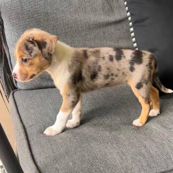 Promise Freedom -  Australian Shepherd Dog for Adoption in Fort Lauderdale, Florida - Promise Freedom | PetCurious