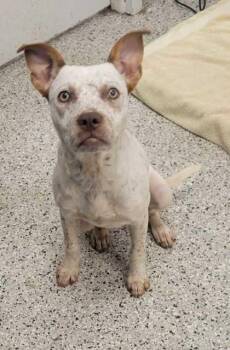 Pepita -  Mixed Breed Dog for Adoption in Kansas City, Missouri - Pepita | PetCurious