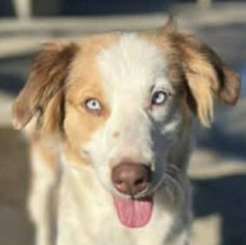 Furricane aka Farrah (20260814-04) -  Australian Shepherd Dog for Adoption in Niagara Falls, Ontario - Furricane Aka Farrah (20260814-04) | PetCurious