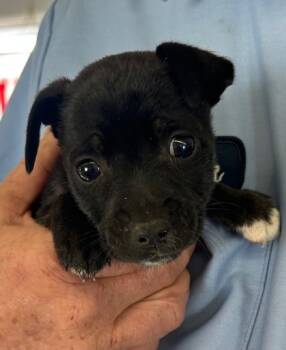 Rescue Labrador Retriever and Mixed Breed Dogs for Adoption in West Memphis, Arkansas - Ruthie | PetCurious