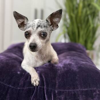 Chihuahua Dogs Available for Adoption in Friendswood, Texas - Lana Turner | PetCurious