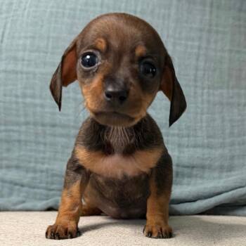 Dachshund Dogs Available for Adoption in Las Vegas, Nevada - Andouille | PetCurious