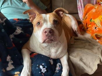Rescue American Staffordshire Terrier Dogs for Adoption in Holly Springs, North Carolina - Pumpkin Latte | PetCurious