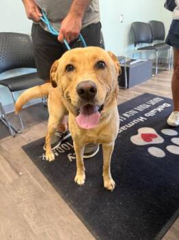 Buddy -  Labrador Retriever and Mixed Breed Dog for Adoption in Auburn, Indiana - Buddy | PetCurious