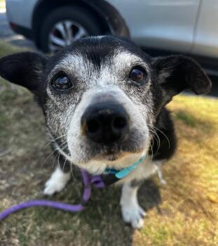 Rescue Chihuahua Dogs for Adoption in Newport Beach, California - Peewee | PetCurious