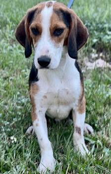Beagle Dogs Available for Adoption - Baloney II | PetCurious