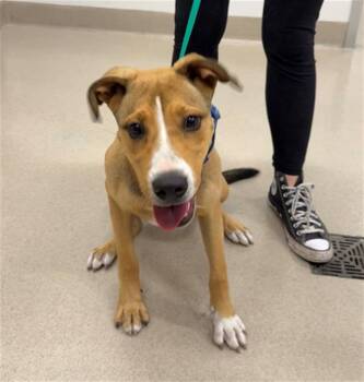 Rhodesian Ridgeback and Pit Bull Terrier Dogs Available for Adoption in Baytown, Texas - ZIGGY | PetCurious