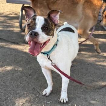 Willow -  Staffordshire Bull Terrier and Jack Russell Terrier Dog for Adoption in San Jacinto, California - Willow | PetCurious