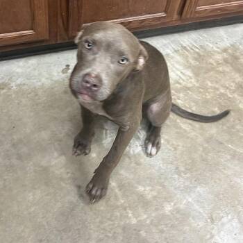 Beta- 092306U -  Pit Bull Terrier and Mixed Breed Dog for Adoption in Tupelo, Mississippi - Beta- 092306U | PetCurious