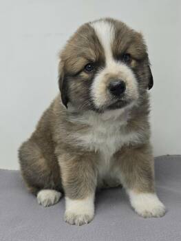 Australian Cattle Dog Blue Heeler and Australian Shepherd Dogs Available for Adoption in New York, New York - Hyperion | PetCurious