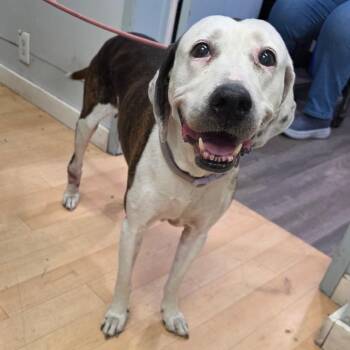 Bemiss SPWA-Stray-149164 -  Hound and Labrador Retriever Dog for Adoption in Spokane, Washington - Bemiss SPWA-Stray-149164 | PetCurious