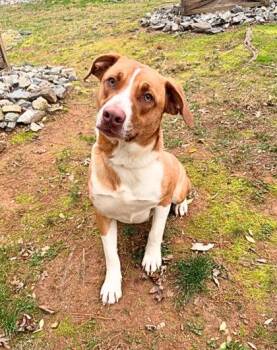 Rabbit -  Terrier and Pit Bull Terrier Dog for Adoption in Dahlonega, Georgia - Rabbit | PetCurious