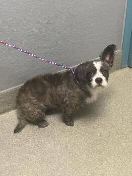 BONNY -  Border Terrier and Mixed Breed Dog for Adoption in Las Vegas, Nevada - BONNY | PetCurious