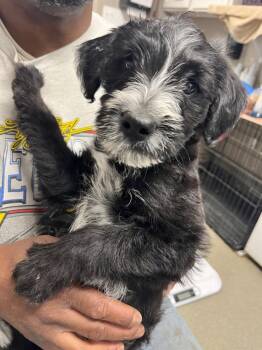 Australian Cattle Dog Blue Heeler and Poodle Dogs Available for Adoption in Hopkinsville, Kentucky - Bagel | PetCurious