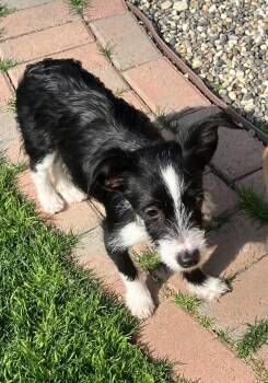 Terrier Dogs Available for Adoption - Marlo | PetCurious