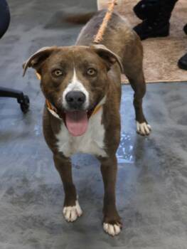 Rescue Shepherd Dogs for Adoption in Thief River Falls, Minnesota - Daisy | PetCurious