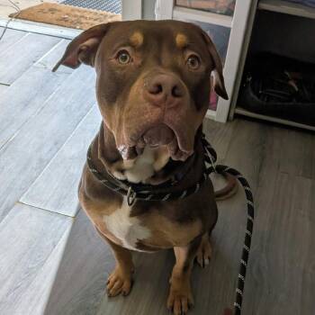 Ronaldo -  Mixed Breed Dog for Adoption in Greenville, Pennsylvania - Ronaldo | PetCurious