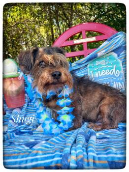 Miniature Schnauzer Dogs Available for Adoption in Sebring, Florida - Shugi | PetCurious