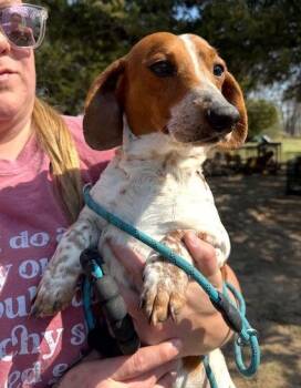 Dachshund Dogs Available for Adoption in Thompson Falls, Montana - Gebo | PetCurious