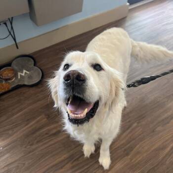 Bianco -  Golden Retriever Dog for Adoption in Loxahatchee Groves, Florida - Bianco | PetCurious