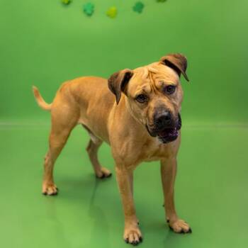 Pit Bull Terrier and American Bully Dogs Available for Adoption - Pen 101c  Angus Hw+ | PetCurious