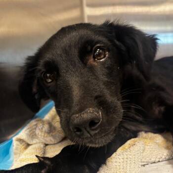 Darla -  Mixed Breed Dog for Adoption in Bentonville, Arkansas - Darla | PetCurious