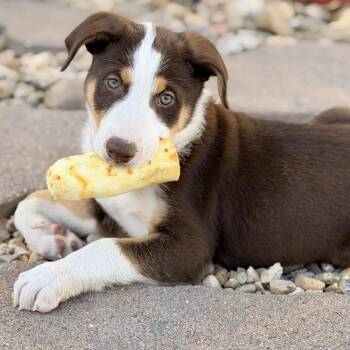 Border Collie Dogs Available for Adoption in Mead, Colorado - Drake | PetCurious