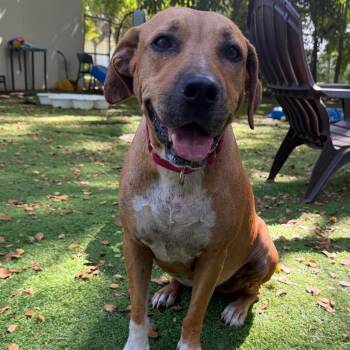 Beth -  Pit Bull Terrier and Black Mouth Cur Dog for Adoption in Sunrise, Florida - Beth | PetCurious