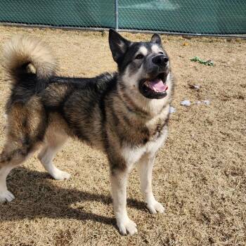 Husky Dogs Available for Adoption - Waylon | PetCurious