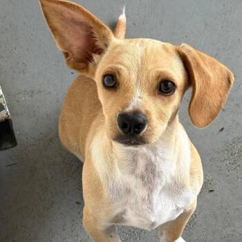 Dachshund and Chihuahua Dogs Available for Adoption in Isabela, Isabela - Taco | PetCurious