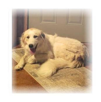 Teddi -  Great Pyrenees and Mixed Breed Dog for Adoption in Morton Grove, Illinois - Teddi | PetCurious