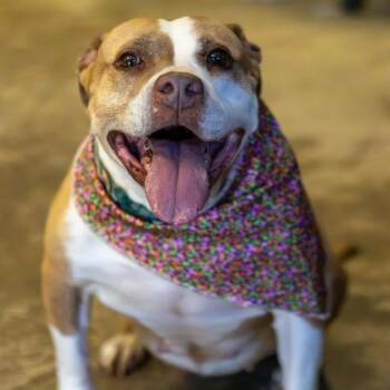 Isabella -  Pit Bull Terrier Dog for Adoption in Shelby, North Carolina - Isabella | PetCurious