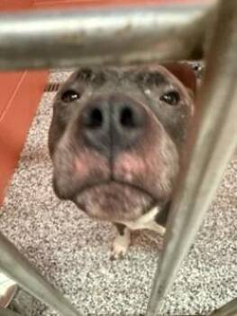 Pit Bull Terrier Dogs Available for Adoption in Little Elm, Texas - Seal | PetCurious