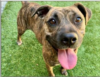 PLEASE SAVE ME - TRAVIESA - A551485 -  Pit Bull Terrier Dog for Adoption in San Marcos, California - PLEASE SAVE ME - TRAVIESA - A551485 | PetCurious