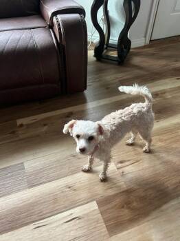 Rescue Maltese Dogs for Adoption in Pocatello, Idaho - Moe | PetCurious