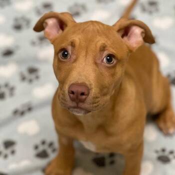 Pit Bull Terrier Dogs Available for Adoption - Noemi The Puppy! | PetCurious