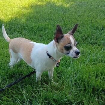 Chihuahua Dogs Available for Adoption in Waterford, New Jersey - BUTTERCUP | PetCurious