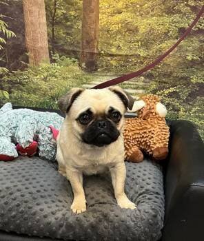 Pug Dogs Available for Adoption in Salem, Oregon - Lyric | PetCurious
