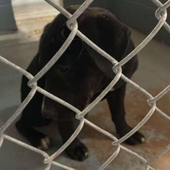 Mixed Breed Dogs Available for Adoption in Gadsden, Alabama - Cassie | PetCurious