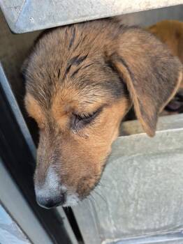 Terrier Dogs Available for Adoption in San Antonio, Texas - TAN | PetCurious