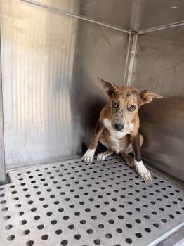 TRAY -  Mixed Breed Dog for Adoption in Dallas, Texas - TRAY | PetCurious