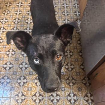 Ursa -  Terrier and Mixed Breed Dog for Adoption in Falls Church, Virginia - Ursa | PetCurious