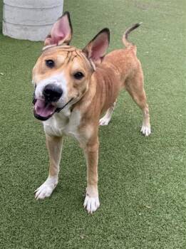 Rescue Mixed Breed Dogs for Adoption in Hutchinson, Kansas - Loki | PetCurious