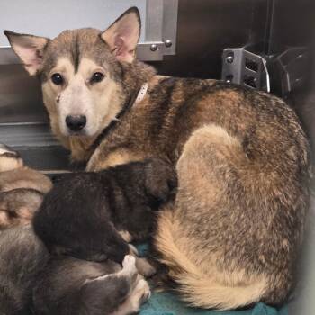 Mixed Breed Dogs Available for Adoption in Memphis, Tennessee - Nova | PetCurious