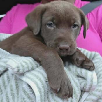 Beau -  Chocolate Labrador Retriever and Mixed Breed Dog for Adoption in Griswold, Connecticut - Beau | PetCurious