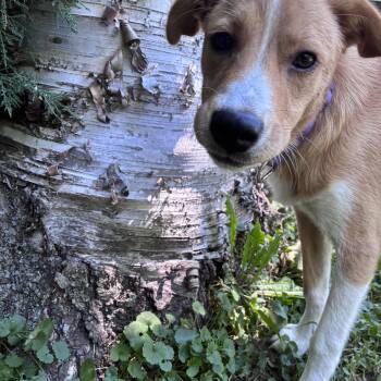 Goldie -  Mixed Breed Dog for Adoption in Madison, Wisconsin - Goldie | PetCurious