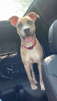 Rescue Pit Bull Terrier and Shepherd Dogs for Adoption in Belleville, Michigan - Nova | PetCurious